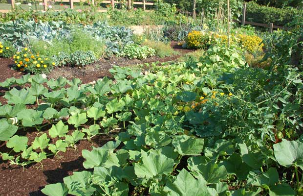 Garden